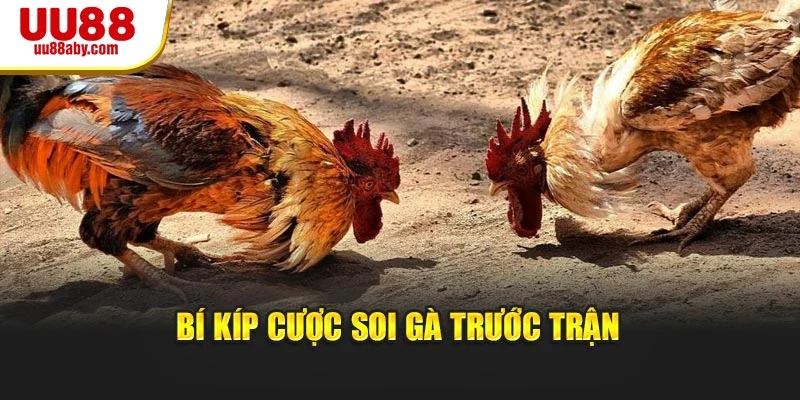 Bí kíp cược soi gà trước trận
