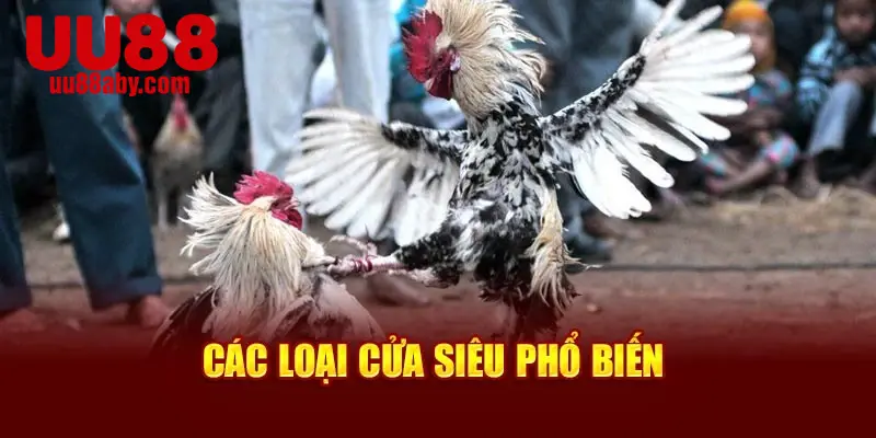 Các loại cựa siêu phổ biến