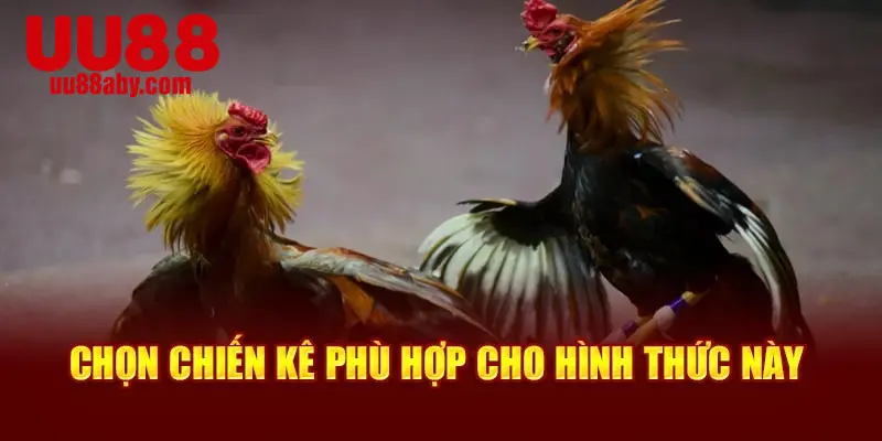 Chọn chiến kê phù hợp cho hình thức này