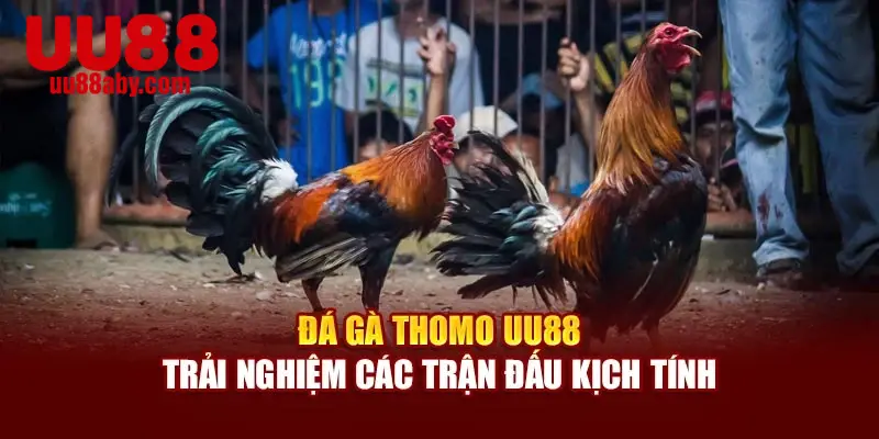 Đá gà Thomo UU88 - Trải nghiệm các trận đấu kịch tính