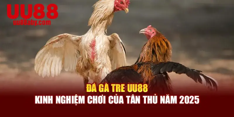 Đá Gà Tre UU88 - Kinh Nghiệm Chơi Của Tân Thủ Năm 2025
