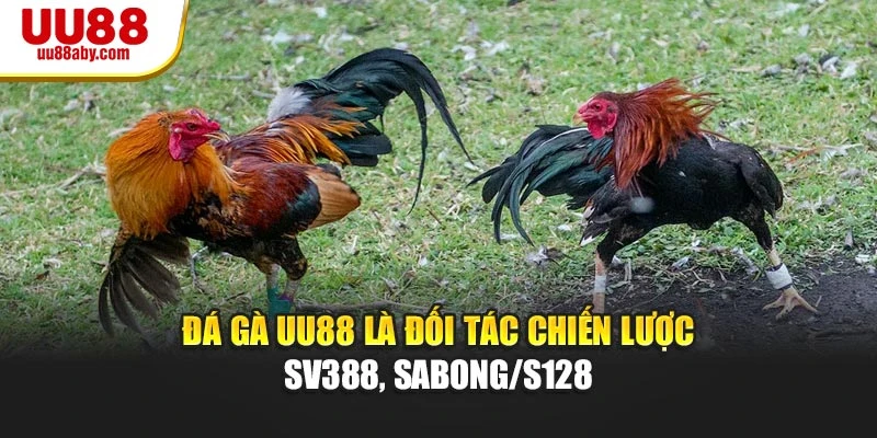 Đá Gà UU88 là đối tác chiến lược SV388, Sabong/S128