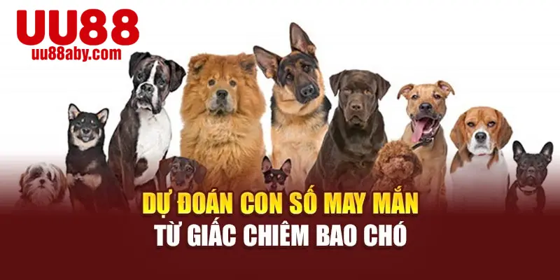 Dự đoán con số may mắn từ giấc chiêm bao chó