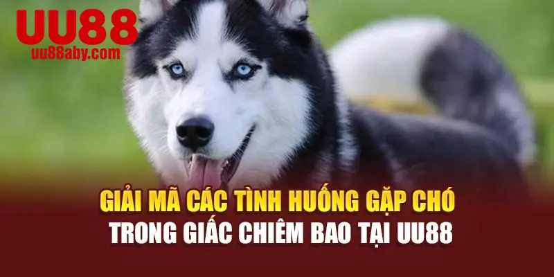 Giải mã các tình huống gặp chó trong giấc chiêm bao tại UU88