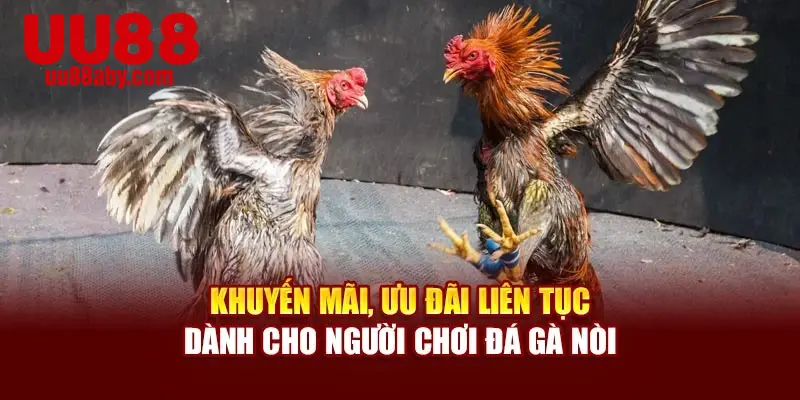 Khuyến mãi, ưu đãi liên tục dành cho người chơi Đá Gà Nòi