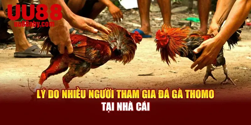 Lý do nhiều người tham gia đá gà thomo tại nhà cái