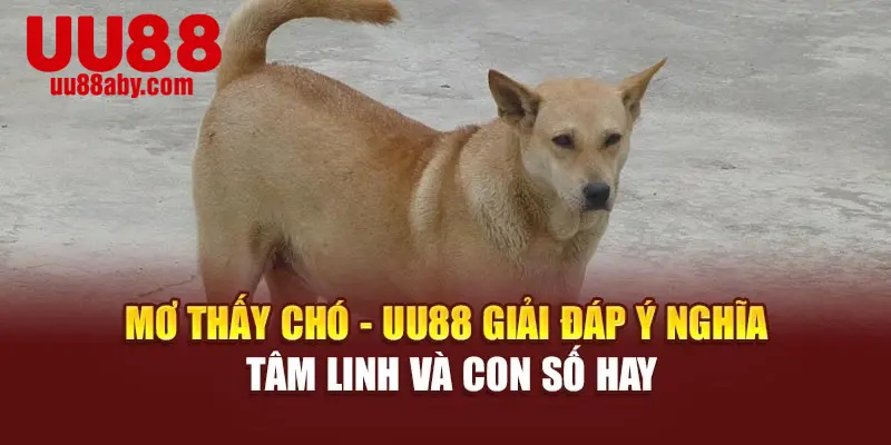 Mơ Thấy Chó - UU88 Giải Đáp Ý Nghĩa Tâm Linh Và Con Số Hay