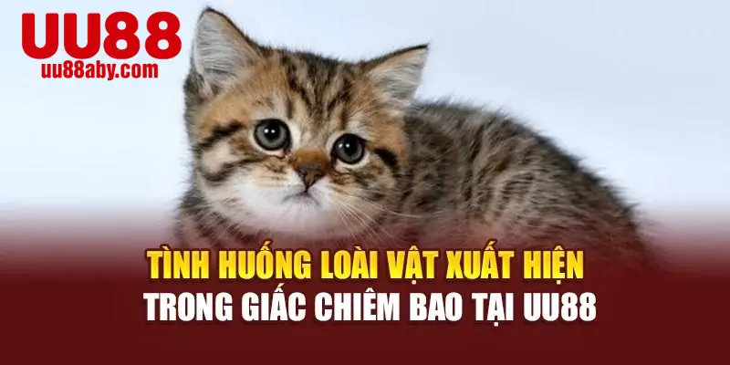 Tình huống loài vật xuất hiện trong giấc chiêm bao tại UU88
