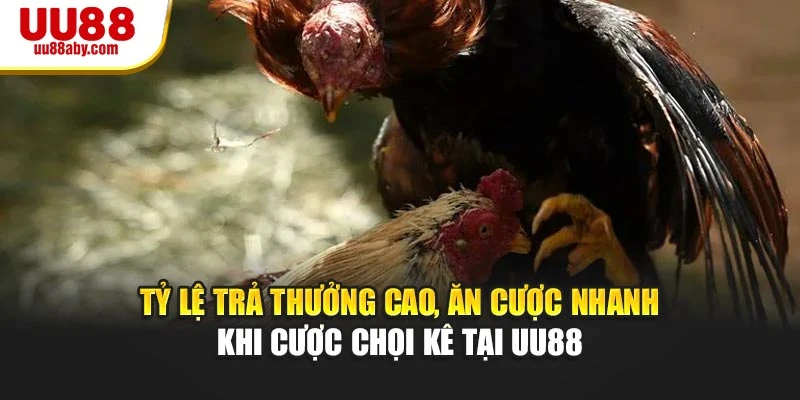 Tỷ lệ trả thưởng cao, ăn cược nhanh khi cược chọi kê tại UU88