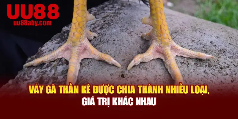 Vảy gà thần kê được chia thành nhiều loại, giá trị khác nhau