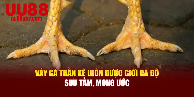 Vảy gà thần kê luôn được giới cá độ sưu tầm, mong ước