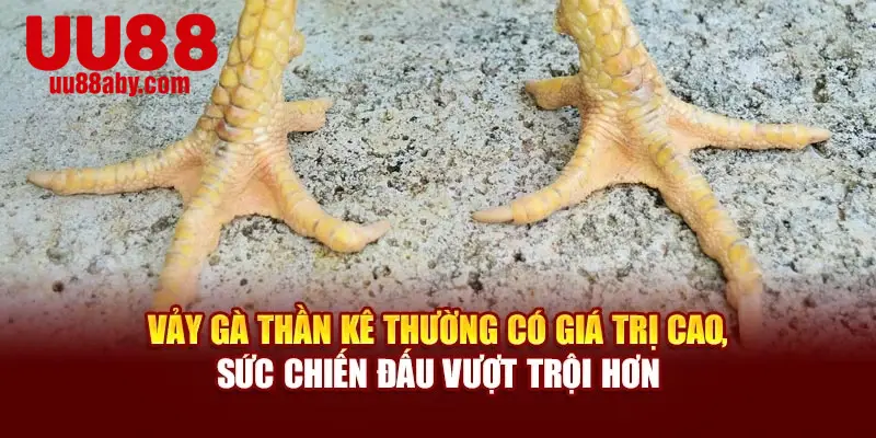 Vảy gà thần kê thường có giá trị cao, sức chiến đấu vượt trội hơn